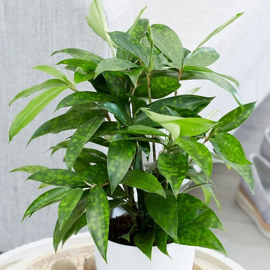 Chọn cây hợp mệnh, hợp tuổi - Cây Trúc Nhật