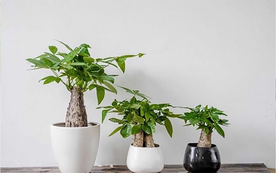 Chọn cây hợp mệnh, hợp tuổi - Cây Kim Ngân
