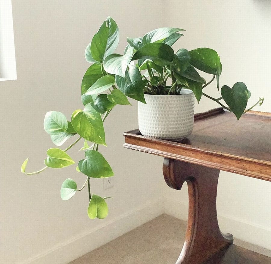 Chọn cây hợp mệnh, hợp tuổi - Cây Trầu Bà