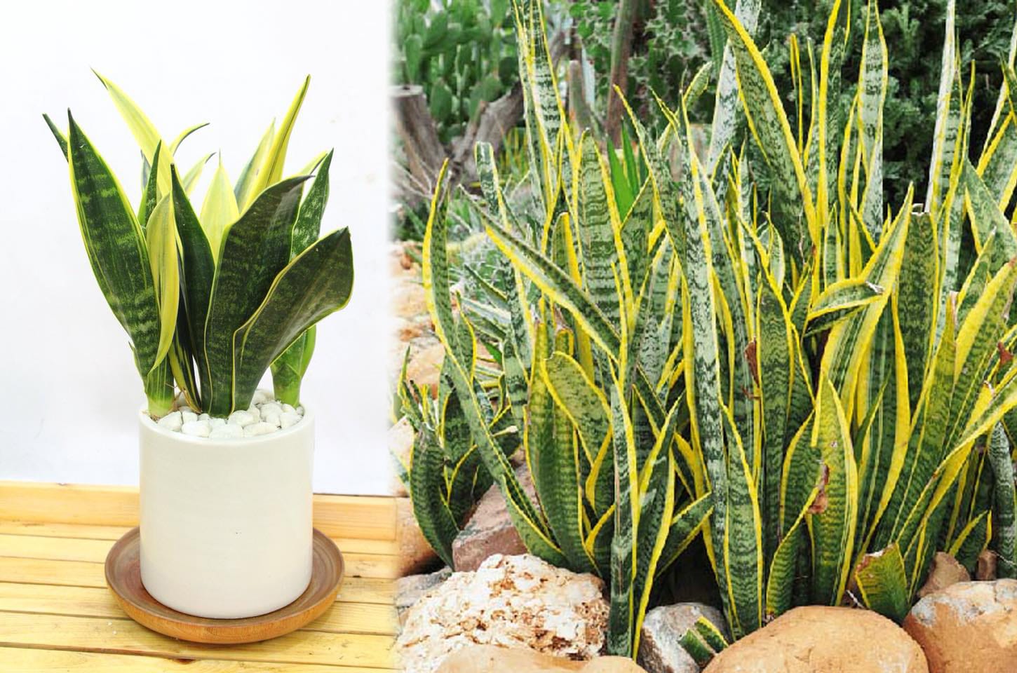 Cây lưỡi hổ và tác dụng của cây lưỡi hổ với cách dùng trị bệnh ra sao?
