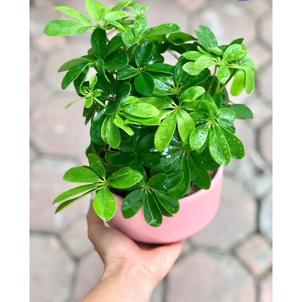 Shopee Việt Nam | Mua và Bán Trên Ứng Dụng Di Động Hoặc Website