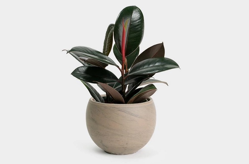 Cây đa búp đỏ - Cây cảnh để bàn Tp.HCM